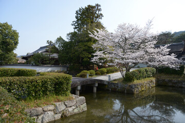 春の南禅寺　勅使門の参道の桜　京都市左京区