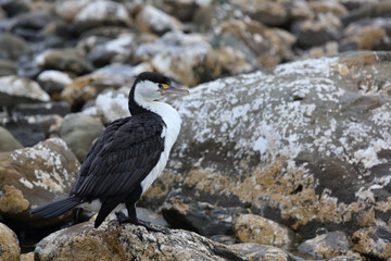 Elsterscharbe / Australian pied cormorant / Phalacrocorax varius