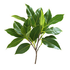 A Small Bay Leaf Tree with Glossy Leaves Isolated on Transparent Background