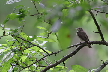 枝にとまるコサメビタキ