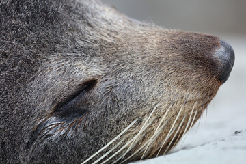Fototapeta premium Neuseeländischer Seebär / New Zealand fur seal / Arctocephalus forsteri