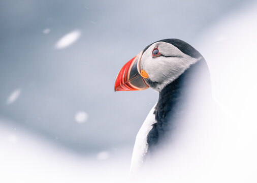 atlantic puffin bird in a snowstorm