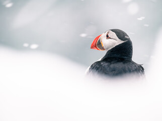 atlantic puffin bird in a snowstorm