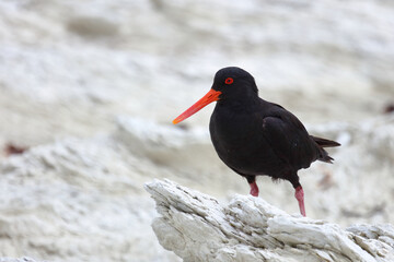 Neuseeländischer Austernfischer / Variable oystercatcher / Haematopus unicolor
