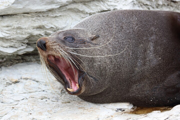 Neuseeländischer Seebär / New Zealand fur seal / Arctocephalus forsteri