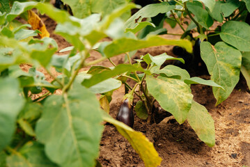 Healthy eggplant plants are flourishing beautifully, showcasing their lush green leaves and ripening vegetables