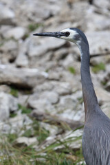 Weißwangenreiher / White-faced or white-fronted heron / Egretta novaehollandiae