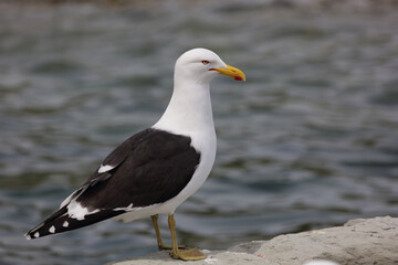 Dominikanermöwe / Southern black-backed gull / Larus dominicanus