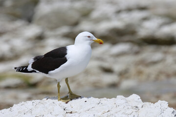 Dominikanermöwe / Southern black-backed gull / Larus dominicanus