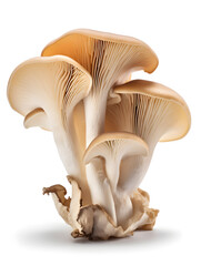 Fototapeta premium Oyster Mushroom