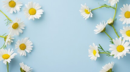 Obraz premium White daisies on light blue background with yellow centers