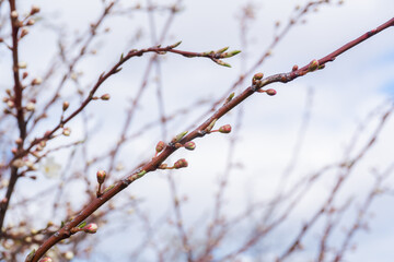 Thin branches of a tree with budding flowers against a sky backdrop.  The branches are brown with clusters of closed buds, hinting at imminent blooming.