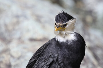 Australische Zwergscharbe oder Kräuselscharbe / Little pied cormorant or Little shag / Microcarbo melanoleucos