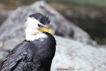 Australische Zwergscharbe oder Kräuselscharbe / Little pied cormorant or Little shag / Microcarbo melanoleucos