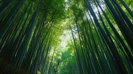 Fototapeta premium Bamboo forest with tall green stalks reaching towards sky, creating natural tunnel effect. Sunlight filters through the leaves, highlighting serene and tranquil atmosphere of the forest. Generative AI