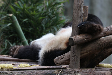 Funny Pose of Sleeping Panda, Chengdu, China