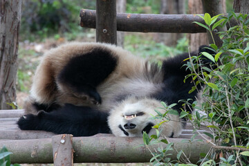 Funny Pose of Sleeping Panda, Chengdu, China