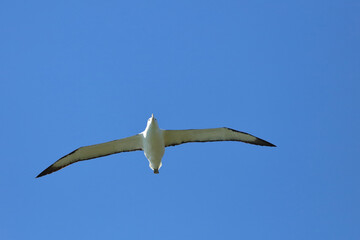 Nördlicher Königsalbatros / Northern royal albatross / Diomedea epomophora sanfordi.