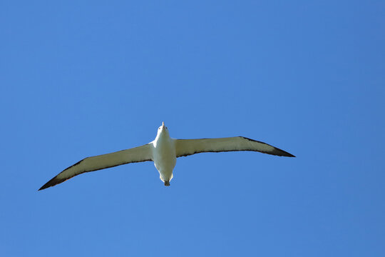 N&ouml;rdlicher K&ouml;nigsalbatros / Northern royal albatross / Diomedea epomophora sanfordi.