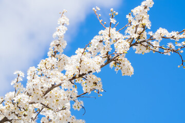 White cherry blossoms glowing against a clear blue sky — a breathtaking contrast of colors that captures the essence of a peaceful spring day.