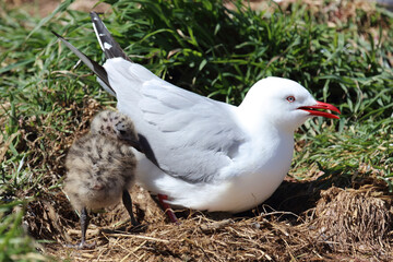 Rotschnabelmöwe / Red-billed gull / Larus scopulinus.