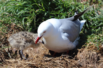 Rotschnabelmöwe / Red-billed gull / Larus scopulinus.
