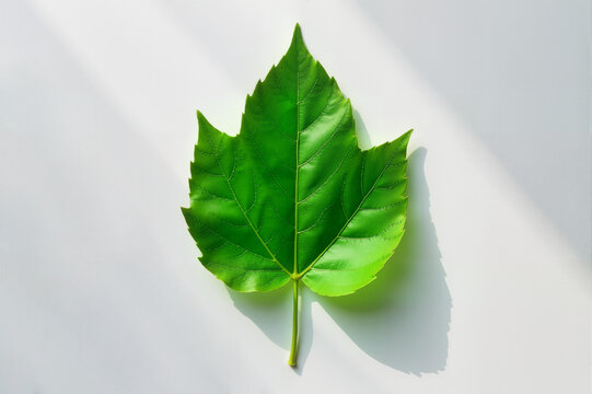 Green Leaf on a White Background