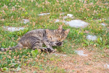 Brown tabby street cat in its natural habitat in Macedonia