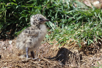 Rotschnabelmöwe / Red-billed gull / Larus scopulinus..