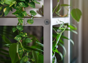  A praying mantis is an insect belonging to the family Mantidae, known for its distinctive posture, where it holds its front legs in a position resembling prayer. These insects are fascinating hunters