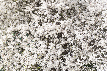Blooming white cherry blossoms with tender green buds, symbolizing the beginning of spring and the harmony of nature's awakening. White cherry blossoms densely cover tree branches.