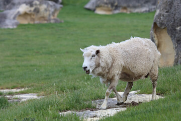 Obraz premium Romneyschaf / Romney sheep / Ovis