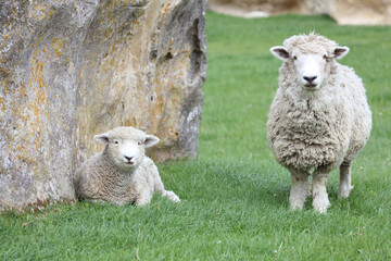 Romneyschaf / Romney sheep / Ovis.