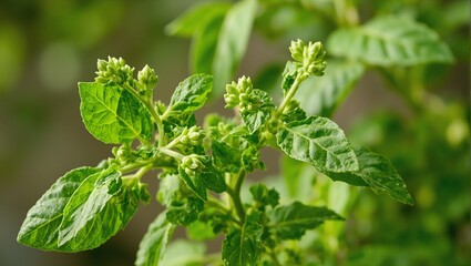 Obraz premium Vibrant herb branch with green buds and aromatic leaves embodying the essence of a lush garden