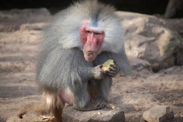 Sitting baboon with food