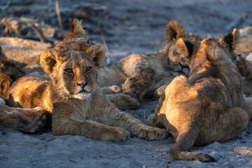 Lion cubs playing with their pride, seen on safari in Botswana Africa
