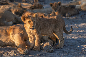 Lion cubs playing with their pride, seen on safari in Botswana Africa