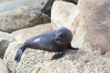 Neuseeländischer Seebär / New Zealand fur seal / Arctocephalus forsteri.