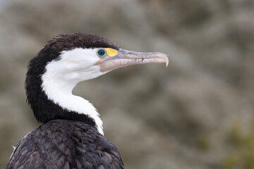 Elsterscharbe / Australian pied cormorant / Phalacrocorax varius