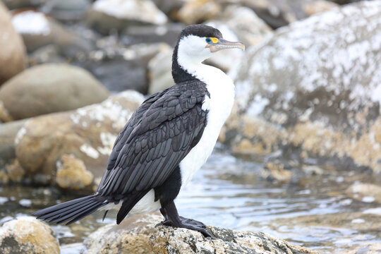 Elsterscharbe / Australian pied cormorant / Phalacrocorax varius
