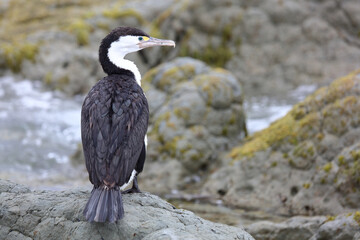 Elsterscharbe / Australian pied cormorant / Phalacrocorax varius