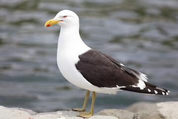 Dominikanermöwe / Southern black-backed gull / Larus dominicanus