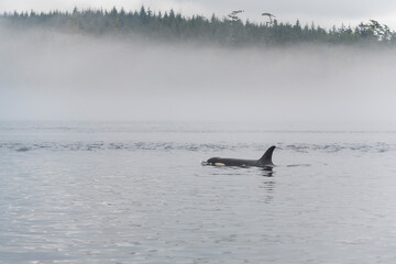 Obraz premium Orca or killer whale (Orcinus orca) on whale watching tour, Telegraph Cove, Vancouver Island, British Columbia, Canada.