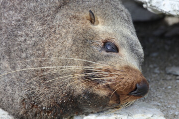 Neuseeländischer Seebär / New Zealand fur seal / Arctocephalus forsteri