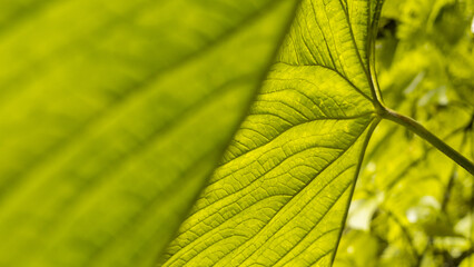 Beautiful natural green leaf textures