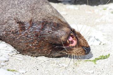 Neuseeländischer Seebär / New Zealand fur seal / Arctocephalus forsteri..