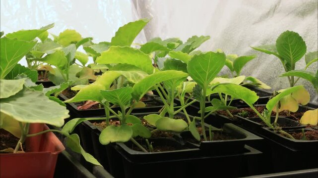 Time lapse and close up of white cabbage transplants or seedling withering from lack of water. Plants grew tall from lack of light and became unusable for gardening