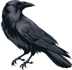 Fototapeta premium a illustrator vector crow