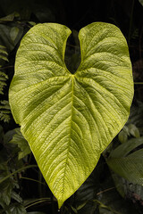 Beautiful natural green leaf textures