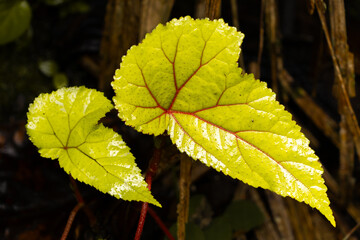 Beautiful natural green leaf textures